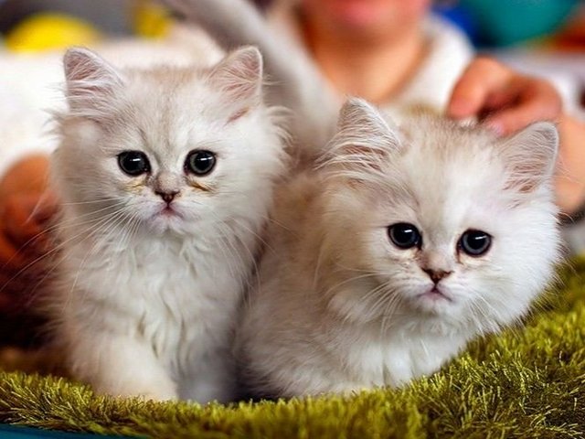 Породы кошек в Чкаловске | ЗооТом портал о животных
