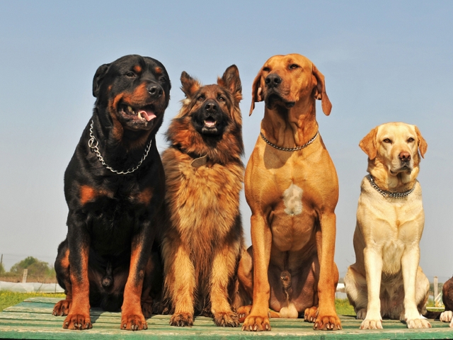 Крупные породы собак в Чкаловске | ЗооТом портал о животных